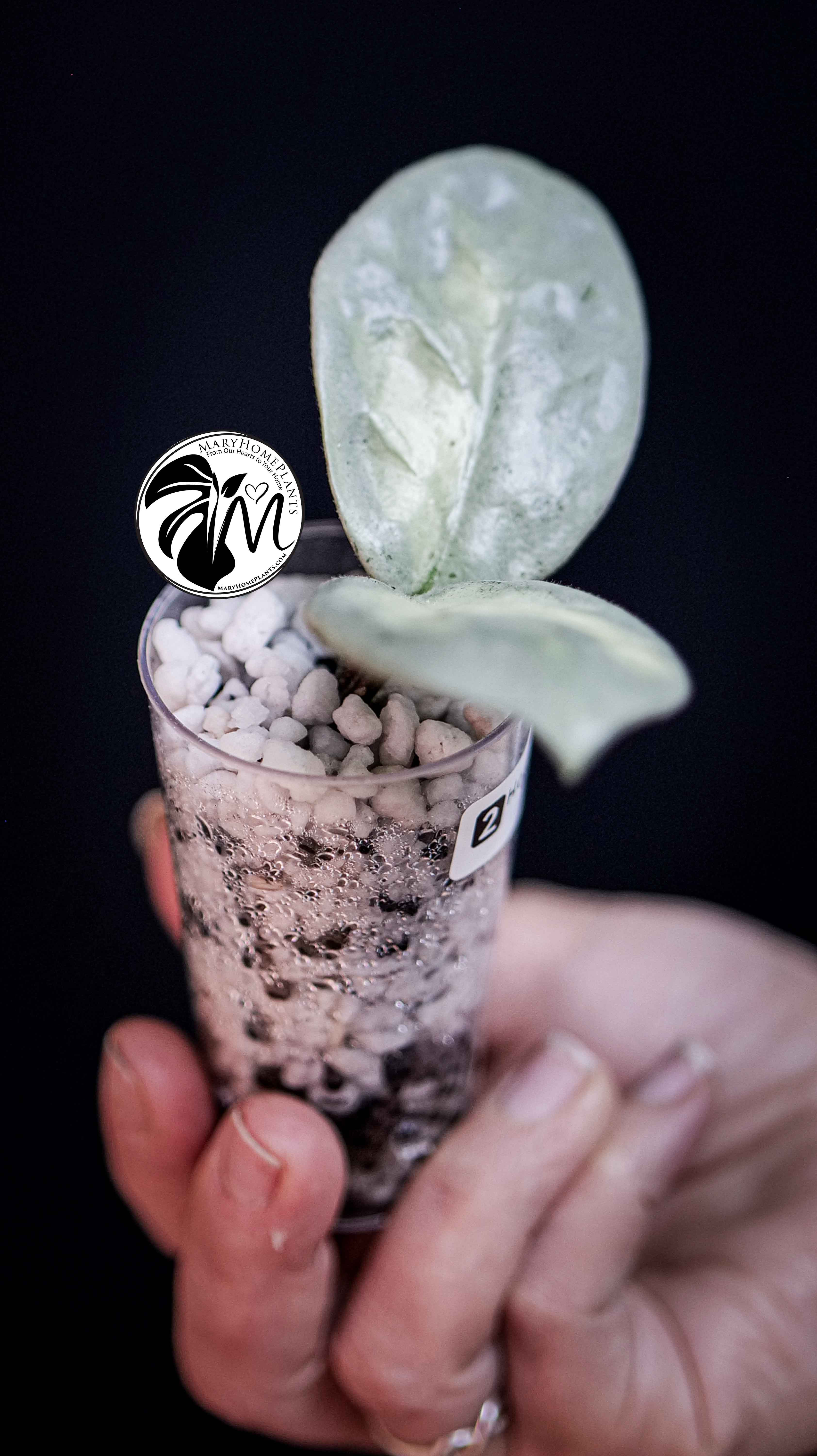 Hoya Argentea Princess