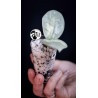 Hoya Argentea Princess