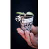 Hoya Mathilde Variegated