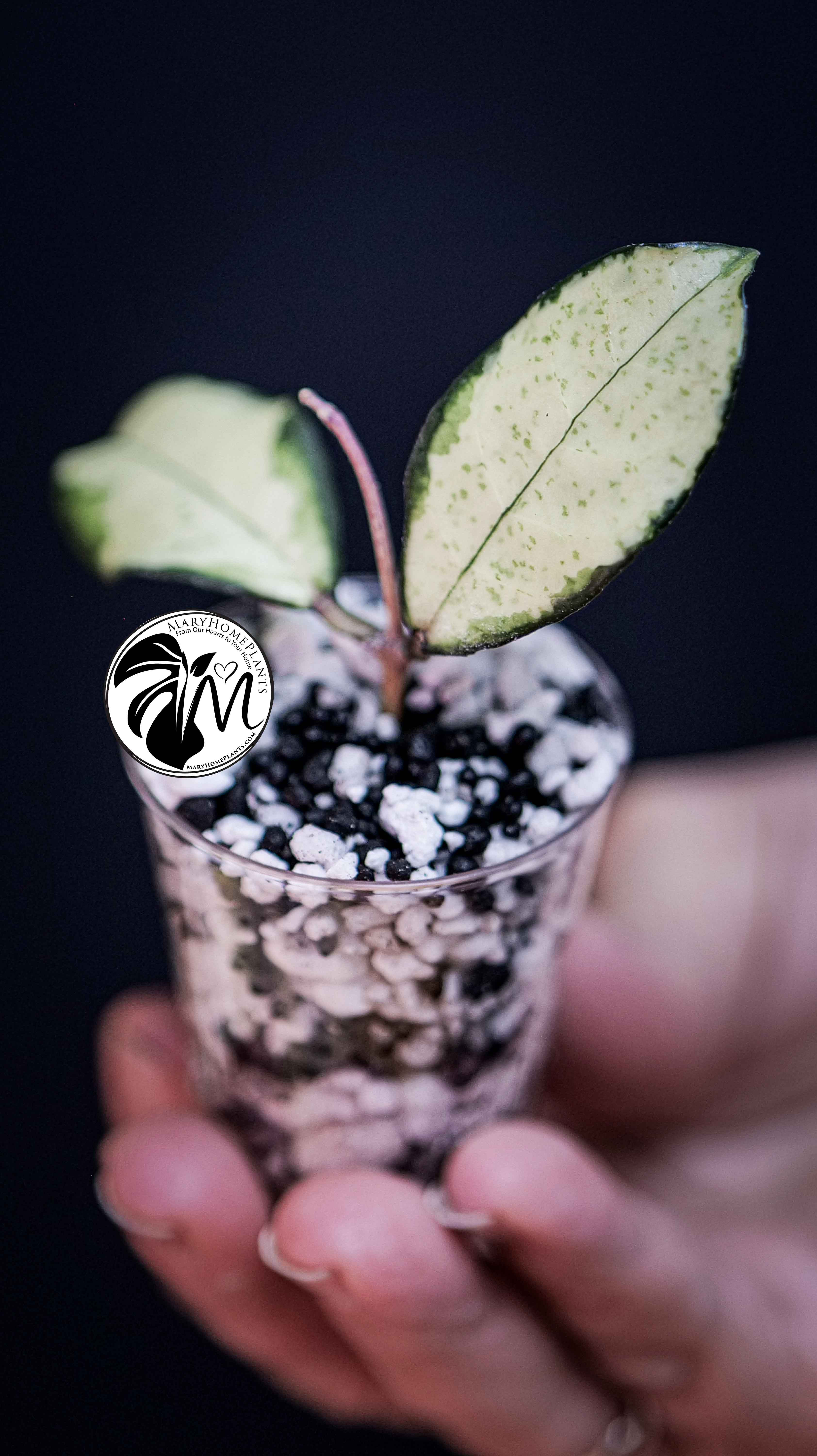 Hoya Crassipetiolata Variegated