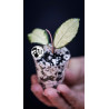 Hoya Crassipetiolata Variegated