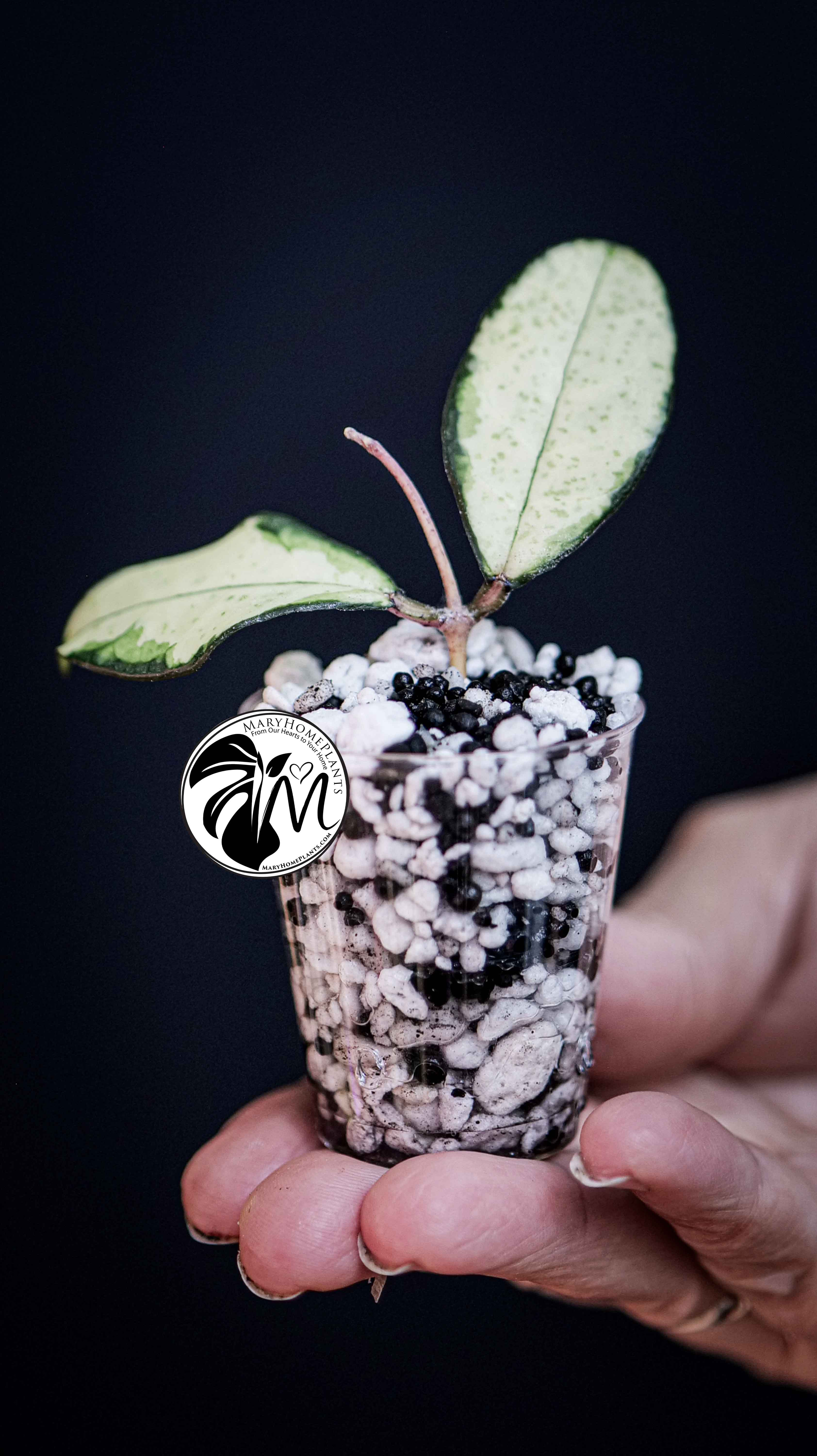 Hoya Crassipetiolata Variegated