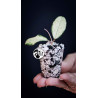 Hoya Crassipetiolata Variegated