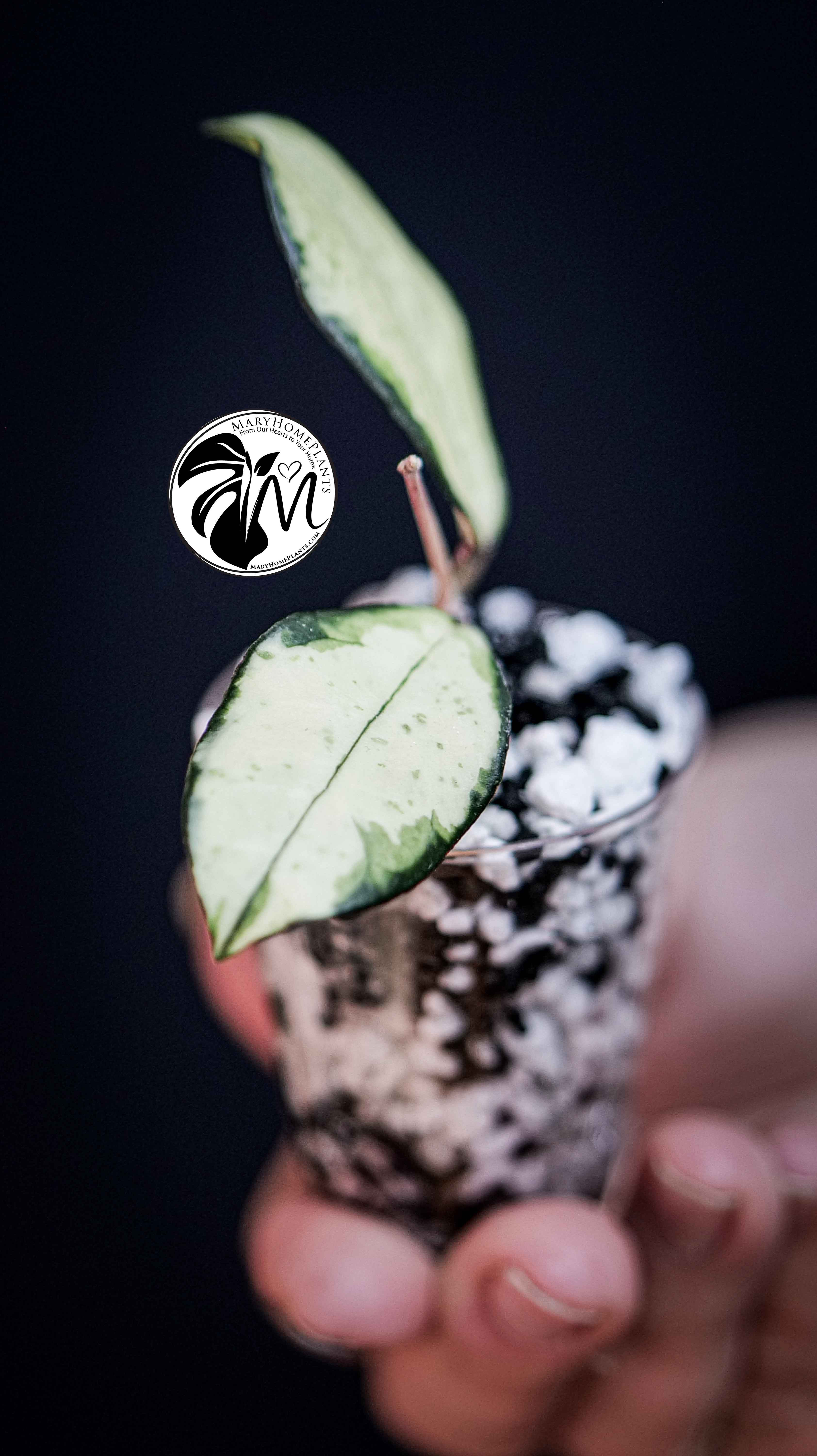 Hoya Crassipetiolata Variegated