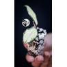 Hoya Crassipetiolata Variegated