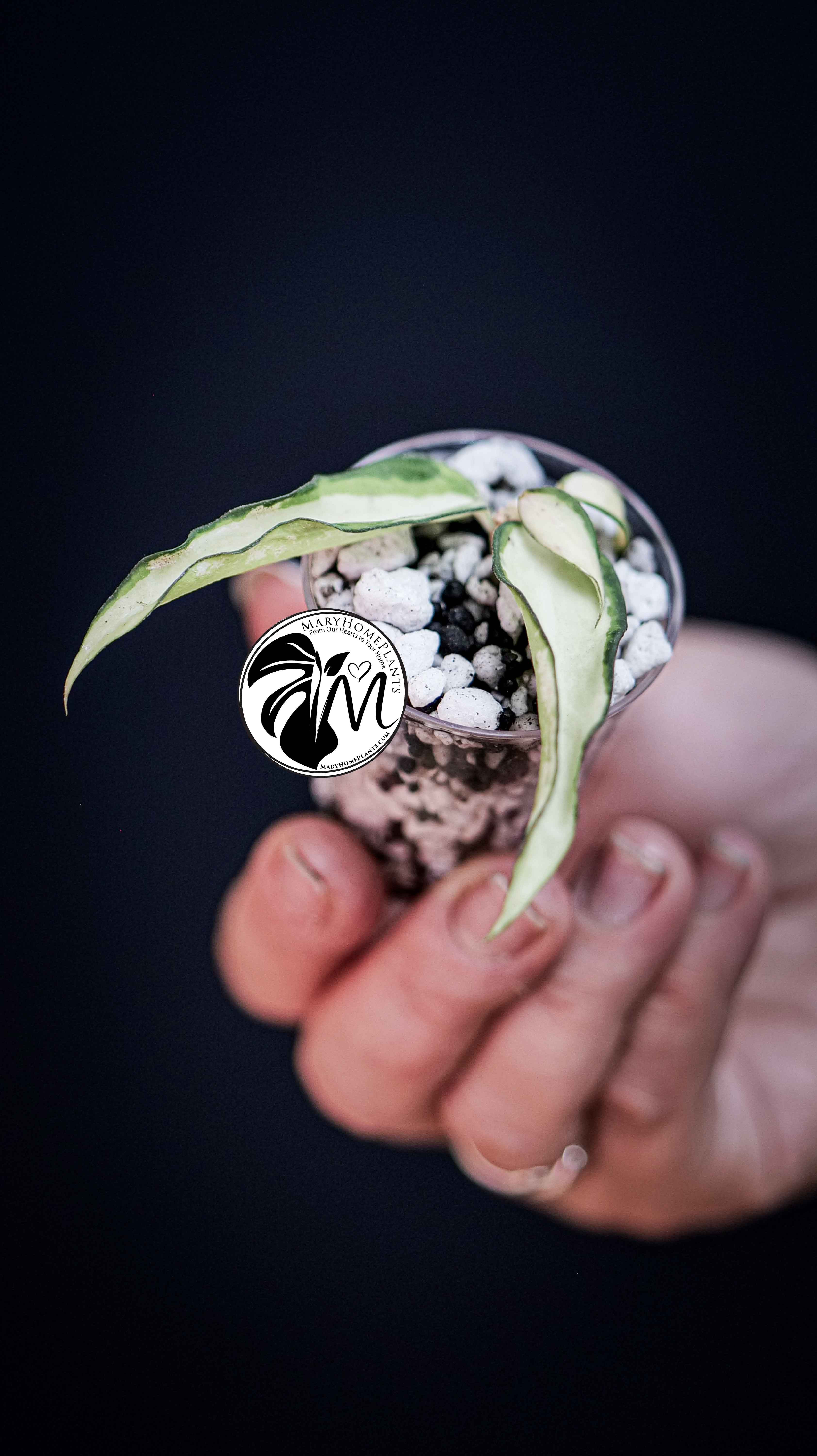 Hoya Burmanica variegated
