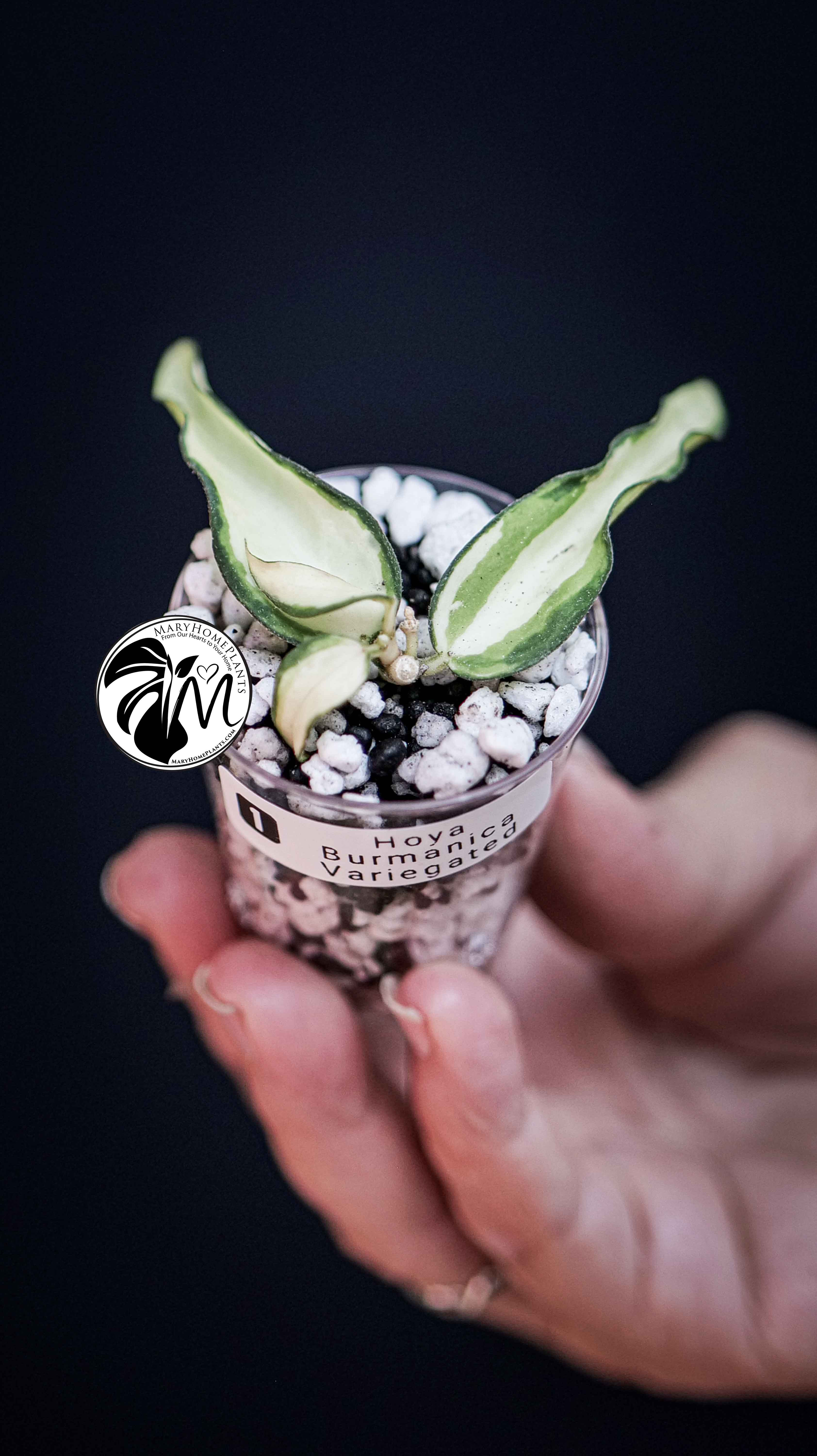 Hoya Burmanica variegated