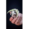 Hoya Burmanica variegated