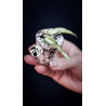 Hoya Burmanica variegated