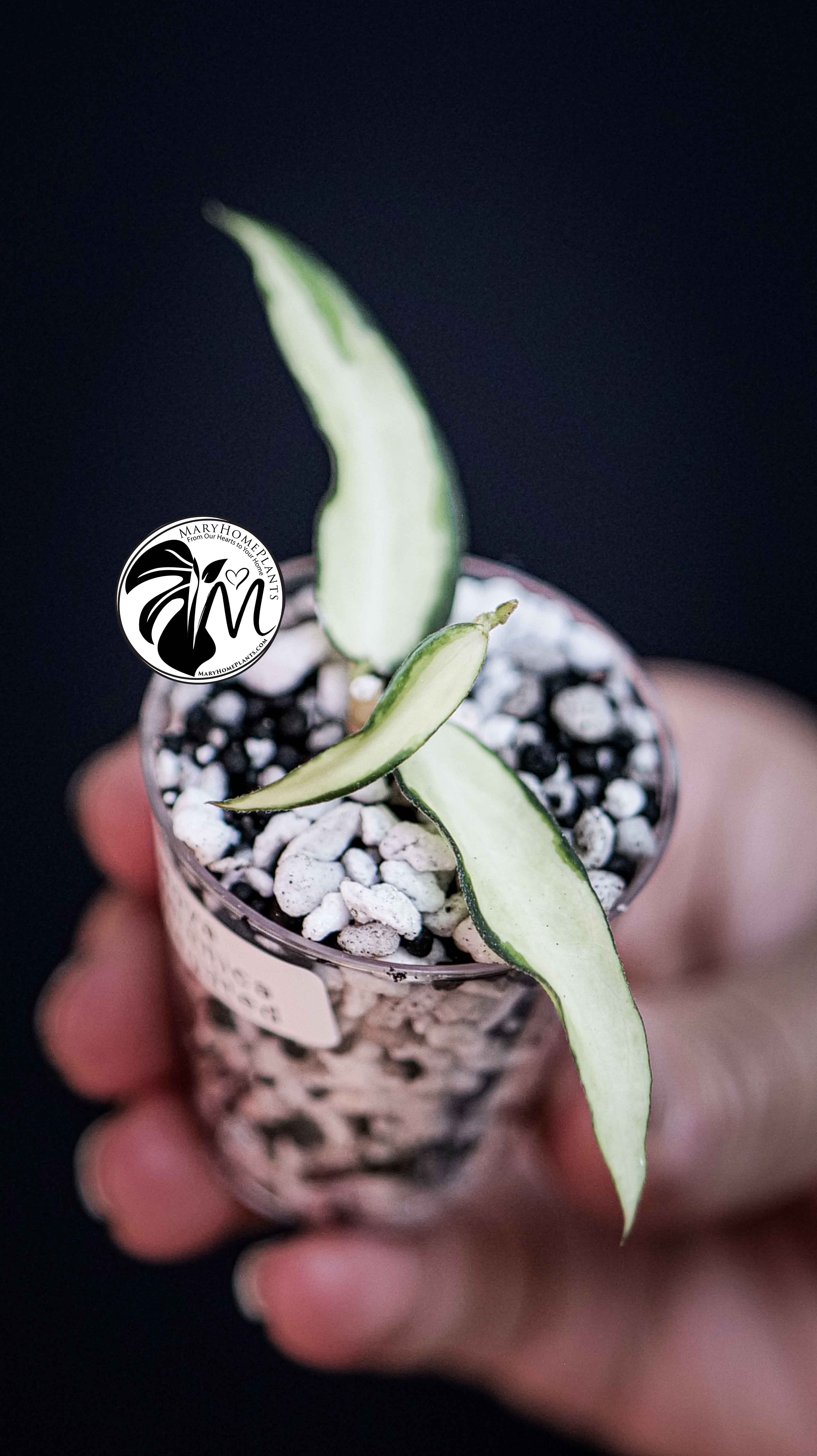 Hoya Burmanica variegated