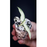 Hoya Burmanica variegated