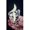 Hoya Burmanica variegated