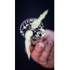 Hoya Burmanica variegated