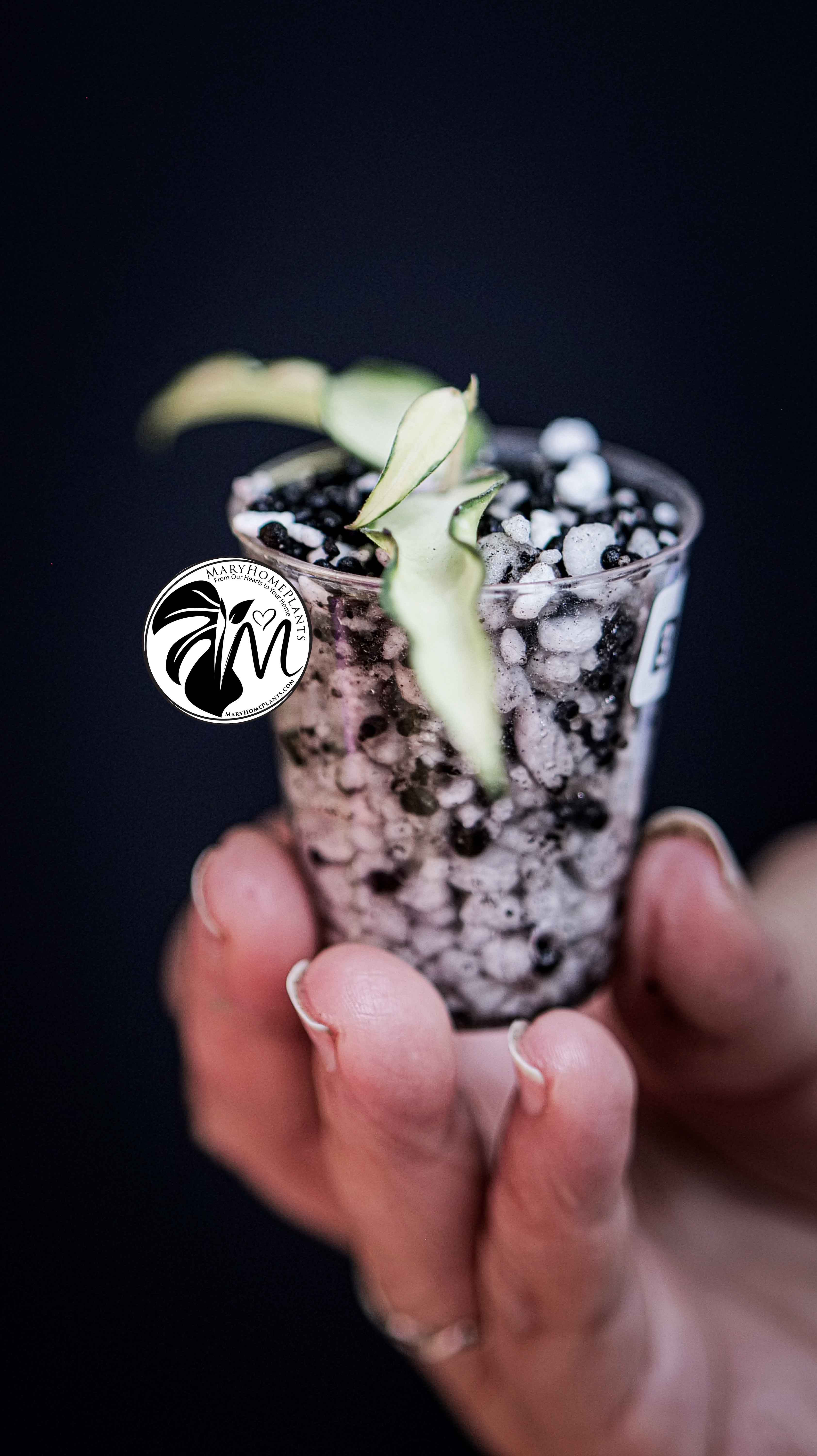 Hoya Burmanica variegated
