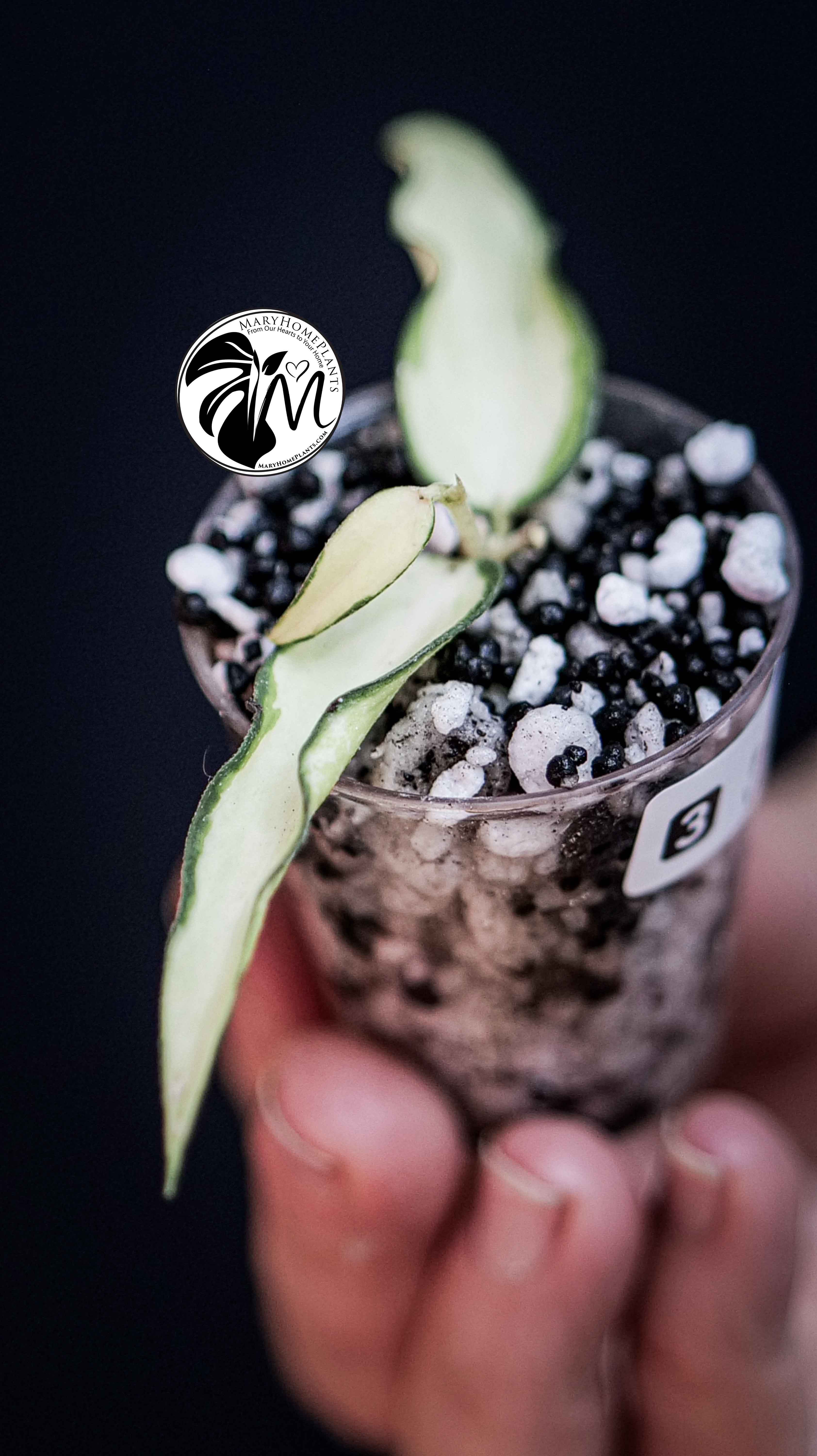 Hoya Burmanica variegated