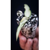 Hoya Burmanica variegated