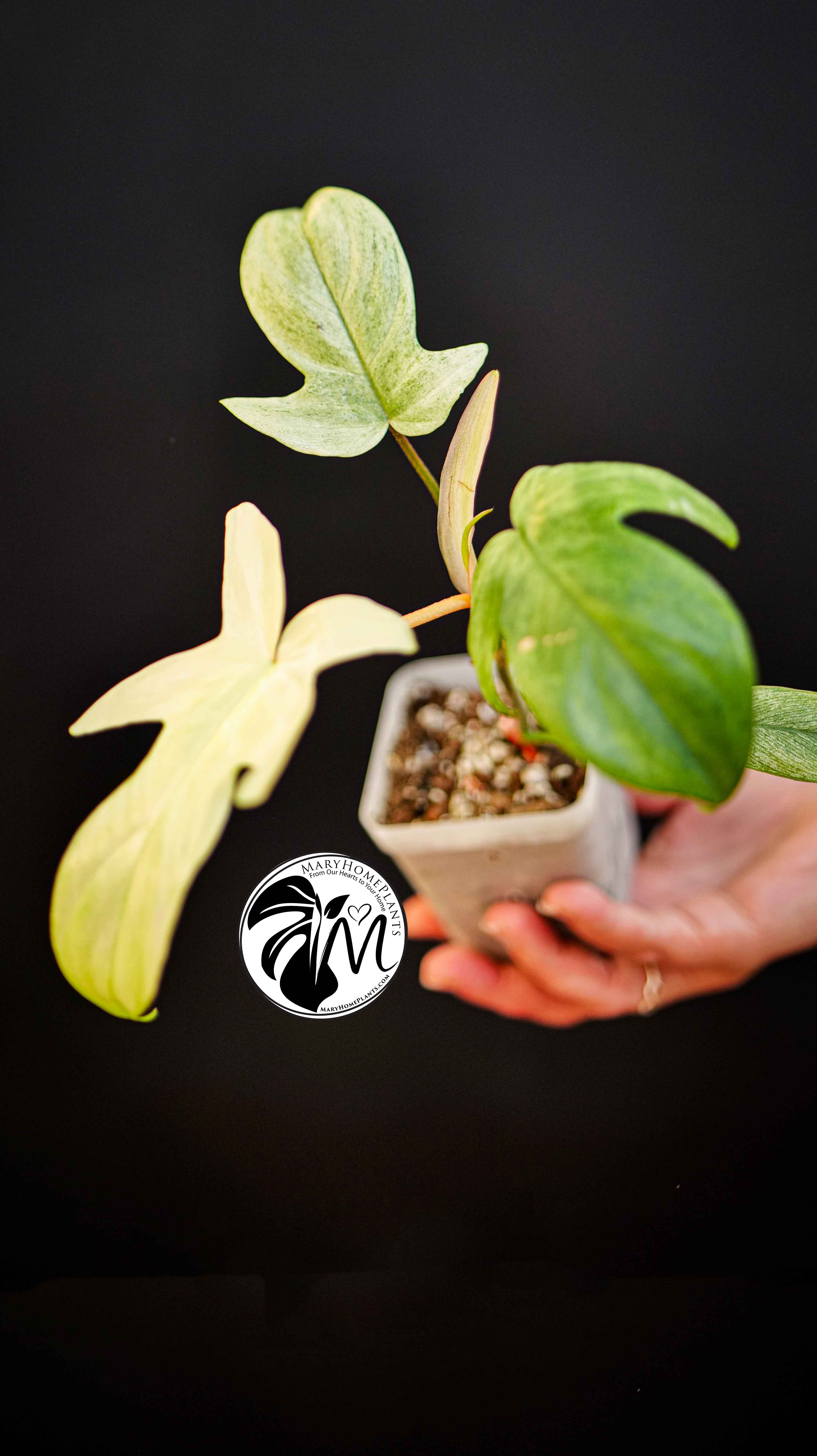 Philodendron Florida Ghost