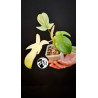 Philodendron Florida Ghost