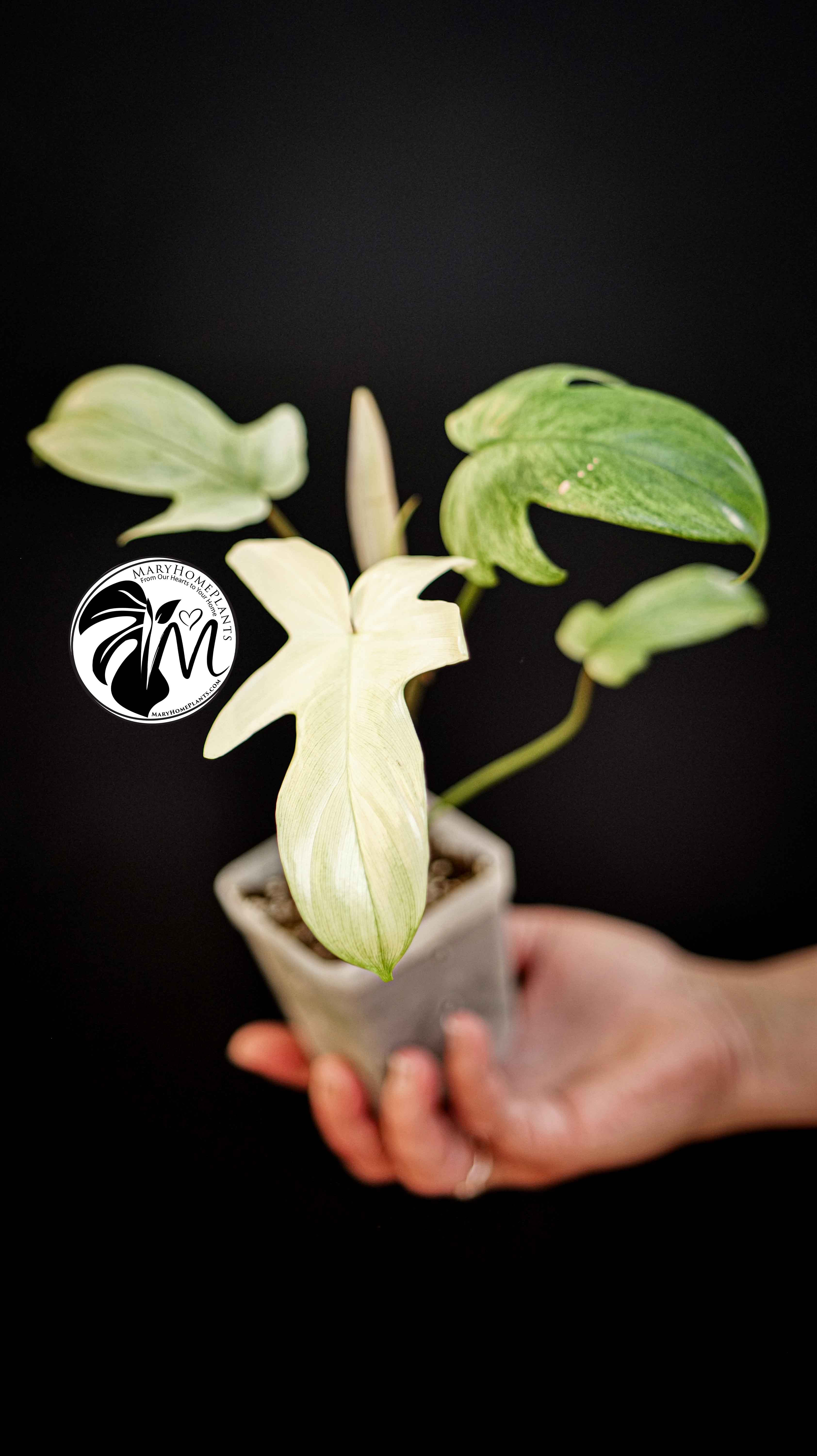 Philodendron Florida Ghost