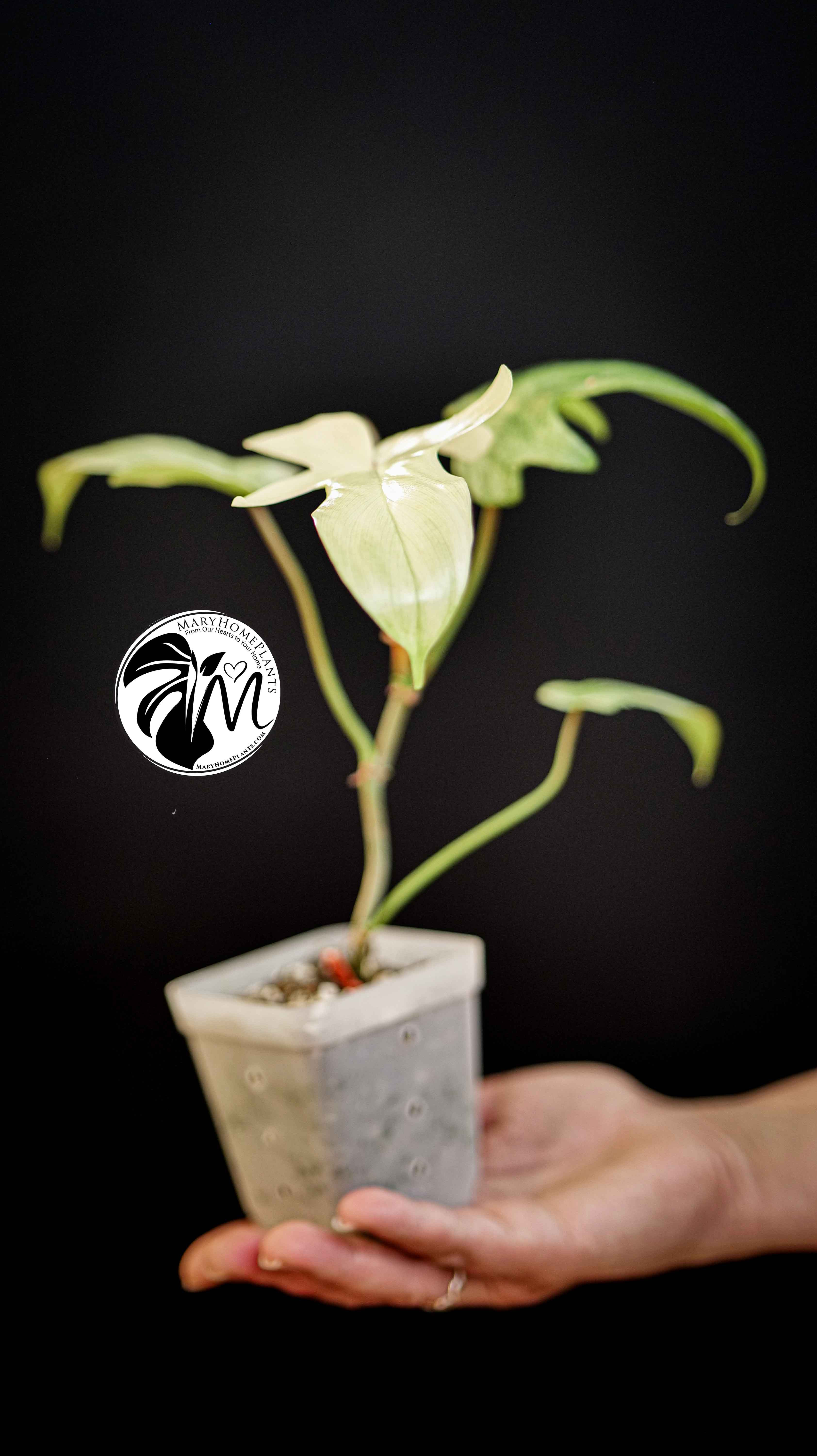 Philodendron Florida Ghost