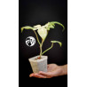 Philodendron Florida Ghost