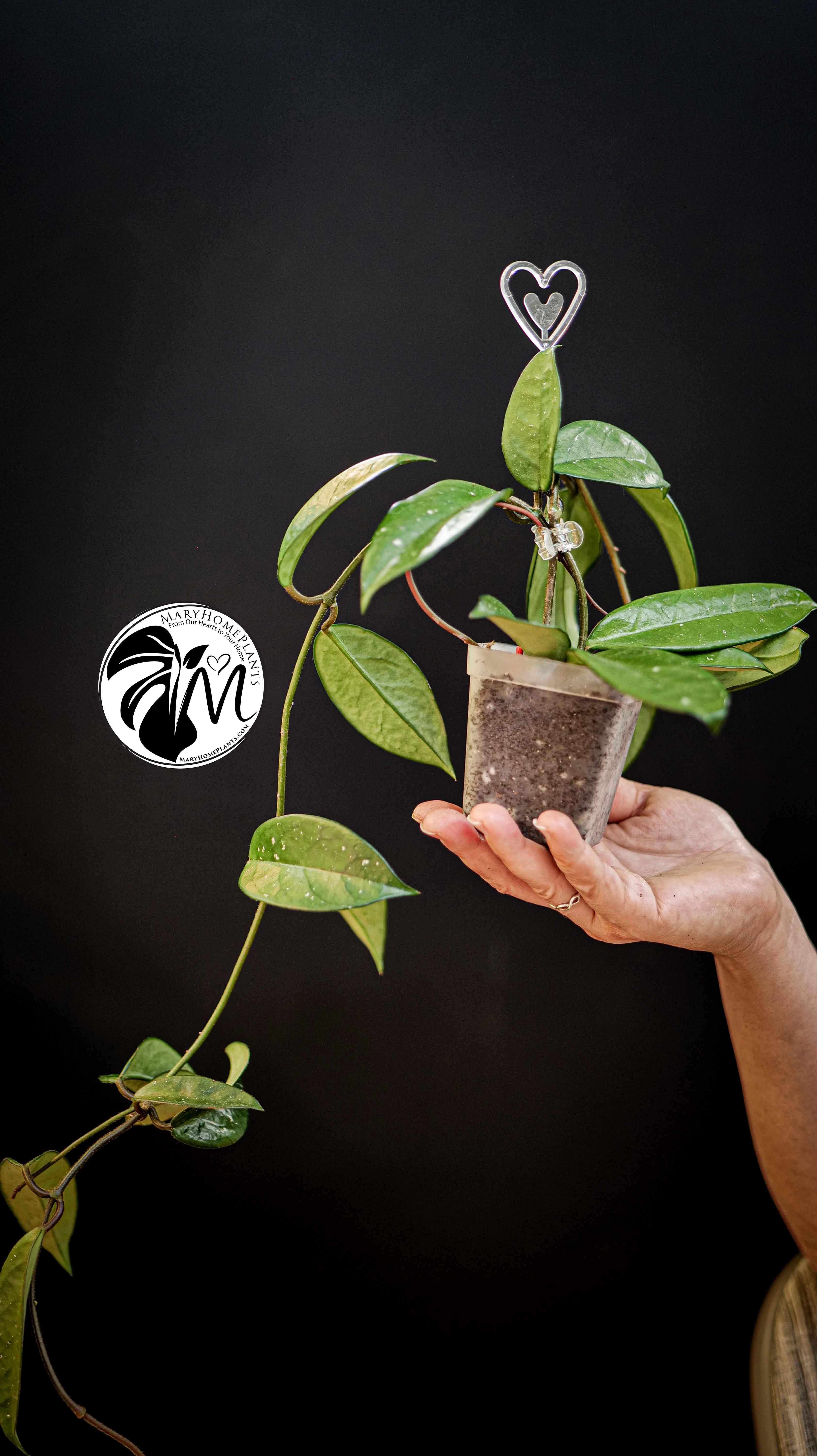 Hoya Carnosa Krimson Princess (Green Leaf)