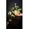 Hoya Carnosa Krimson Princess (Green Leaf)
