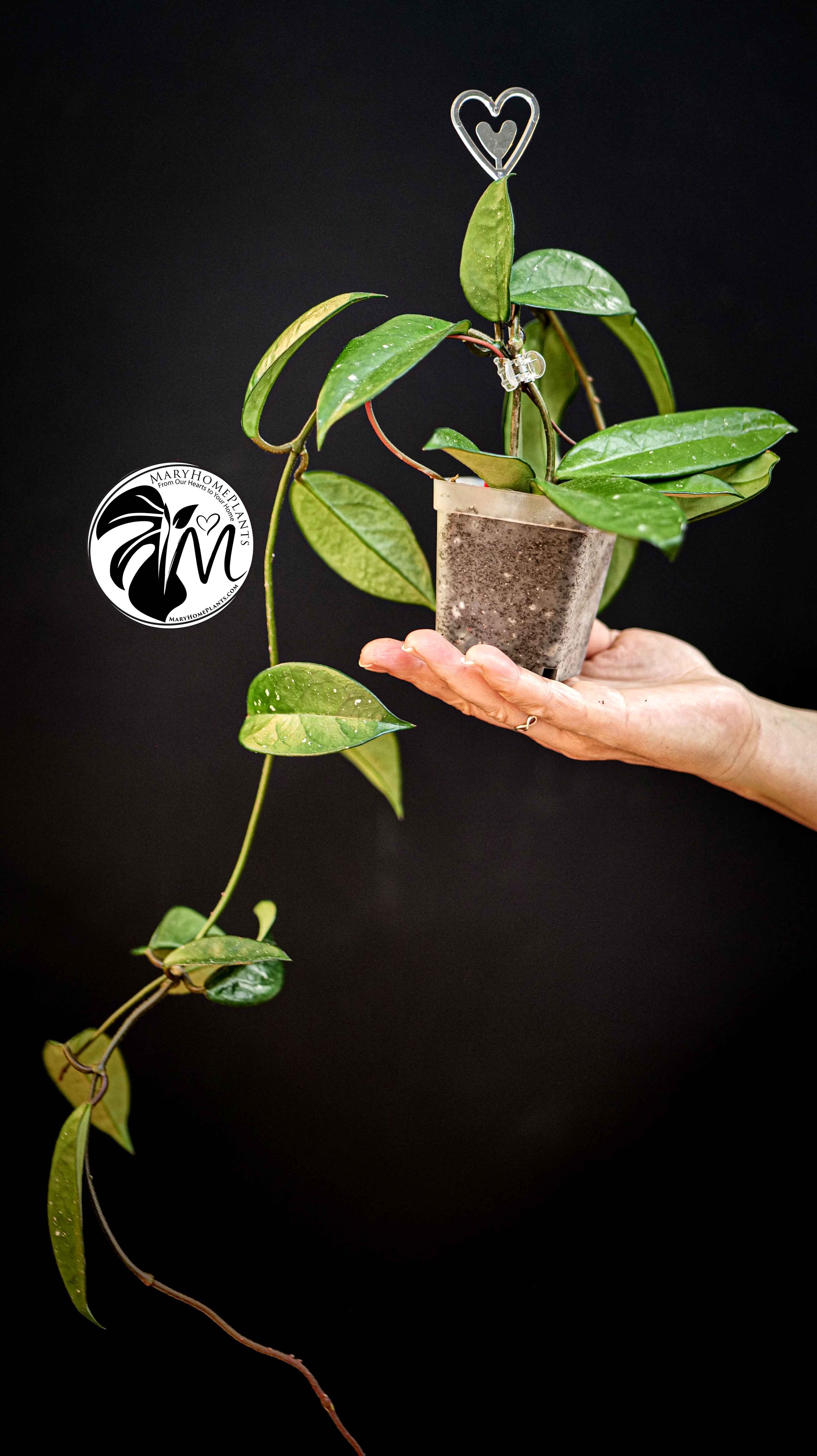 Hoya Carnosa Krimson Princess (Green Leaf)