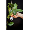 Hoya Carnosa Krimson Princess (Green Leaf)