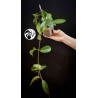 Hoya Carnosa Krimson Princess (Green Leaf)