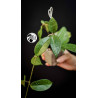 Hoya Carnosa Krimson Princess (Green Leaf)