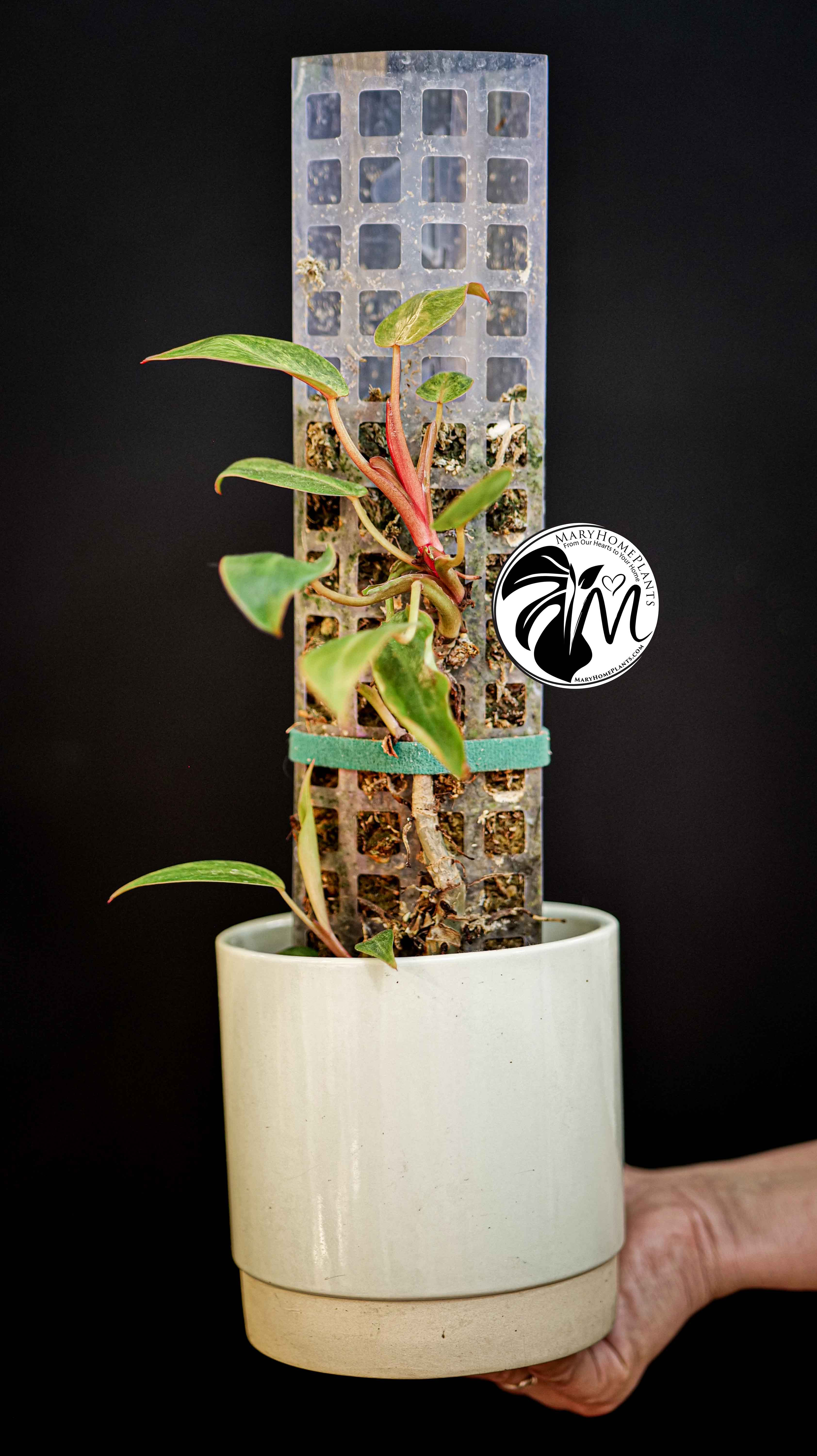 Philodendron Painted Lady