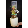 Philodendron Painted Lady