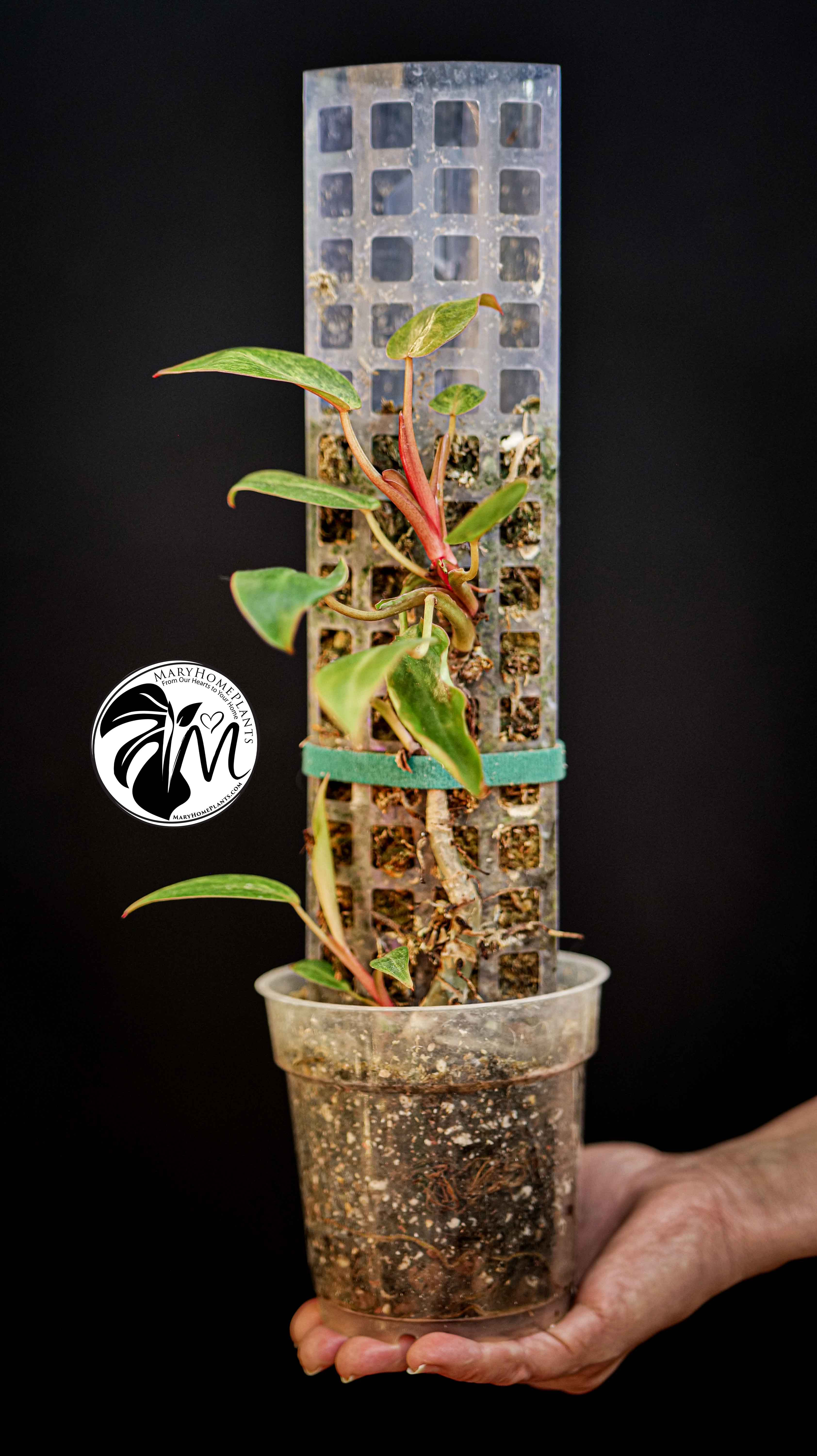 Philodendron Painted Lady