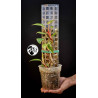 Philodendron Painted Lady
