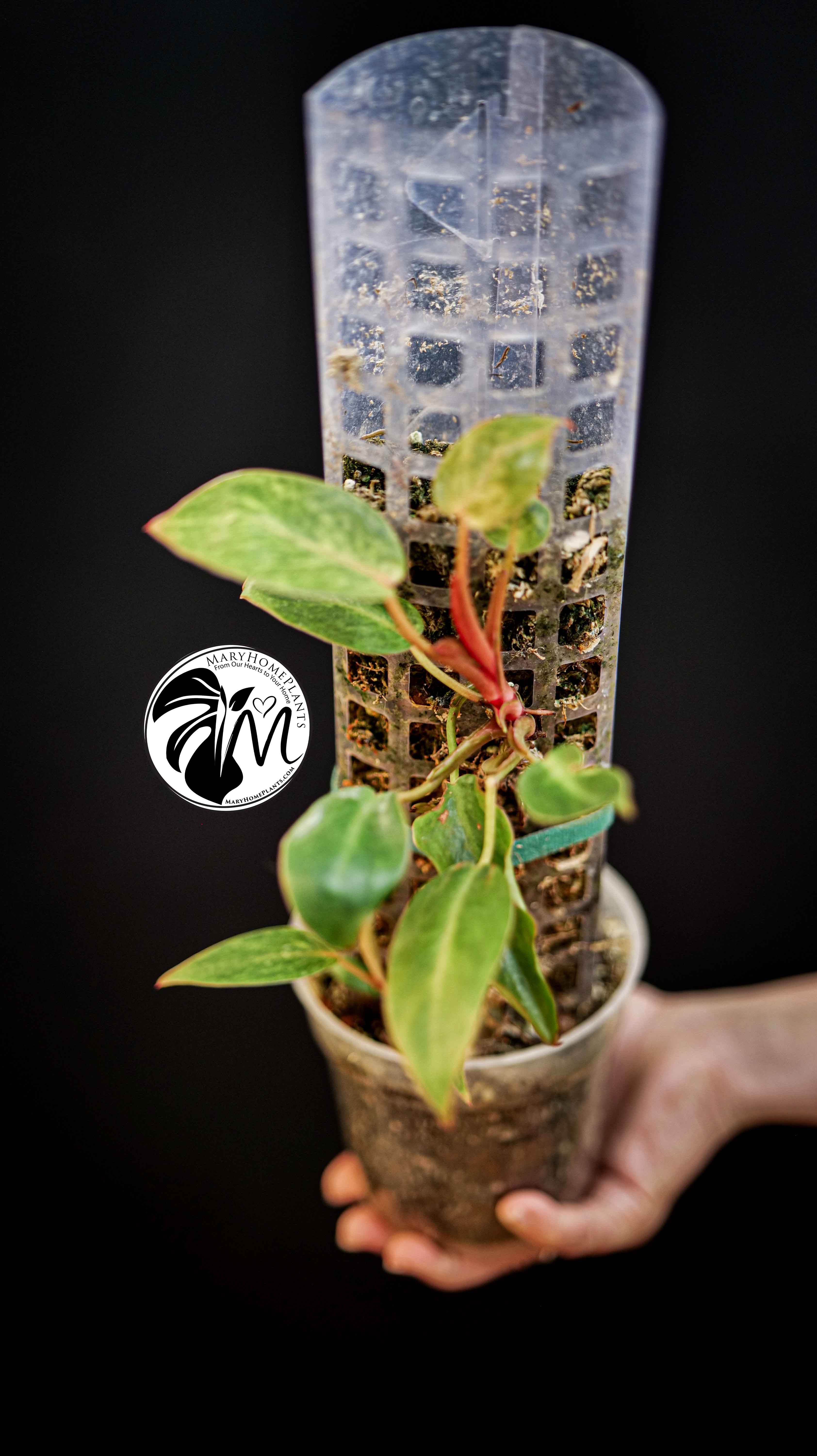 Philodendron Painted Lady
