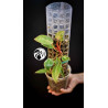 Philodendron Painted Lady