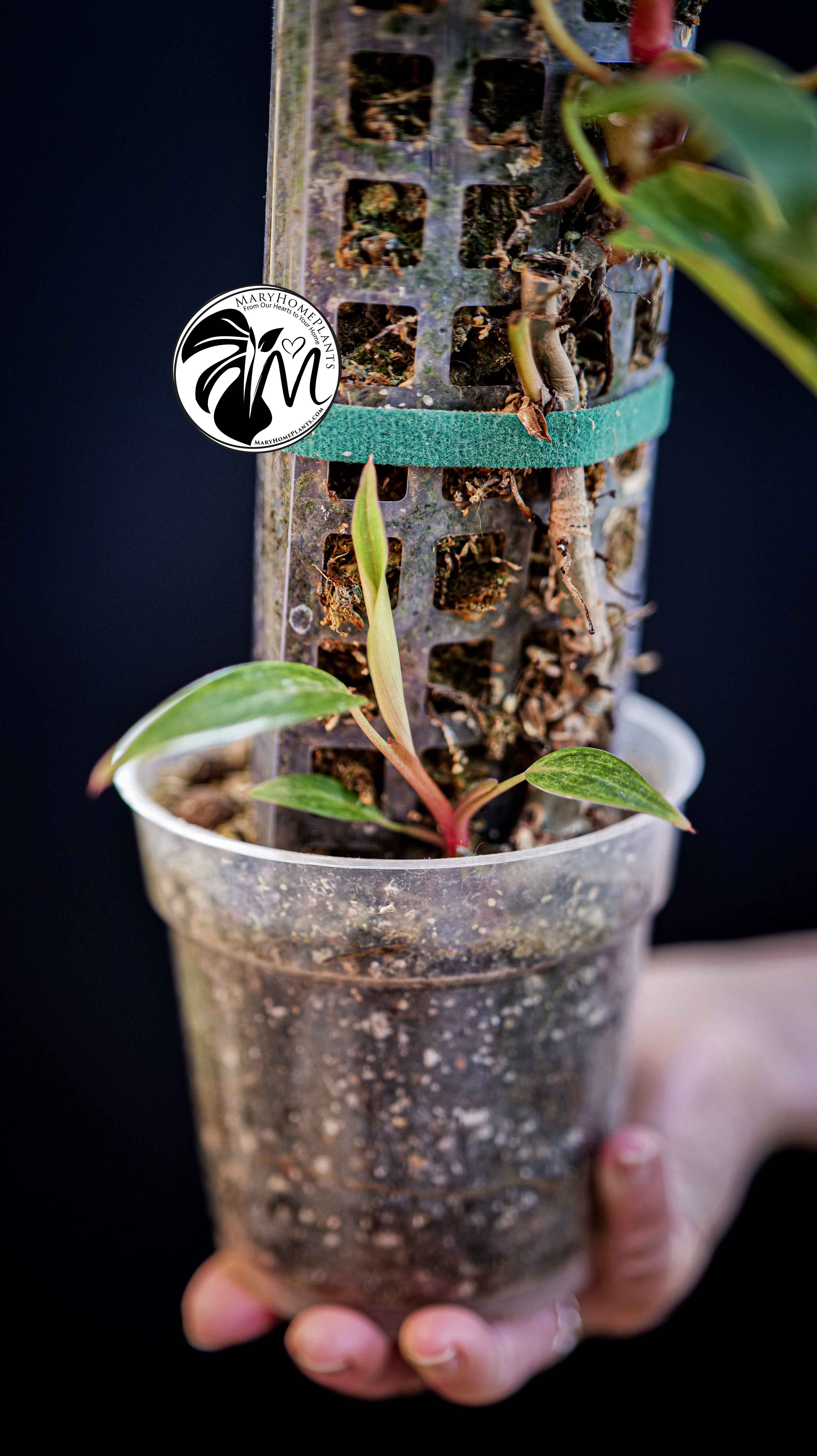 Philodendron Painted Lady