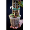 Philodendron Painted Lady