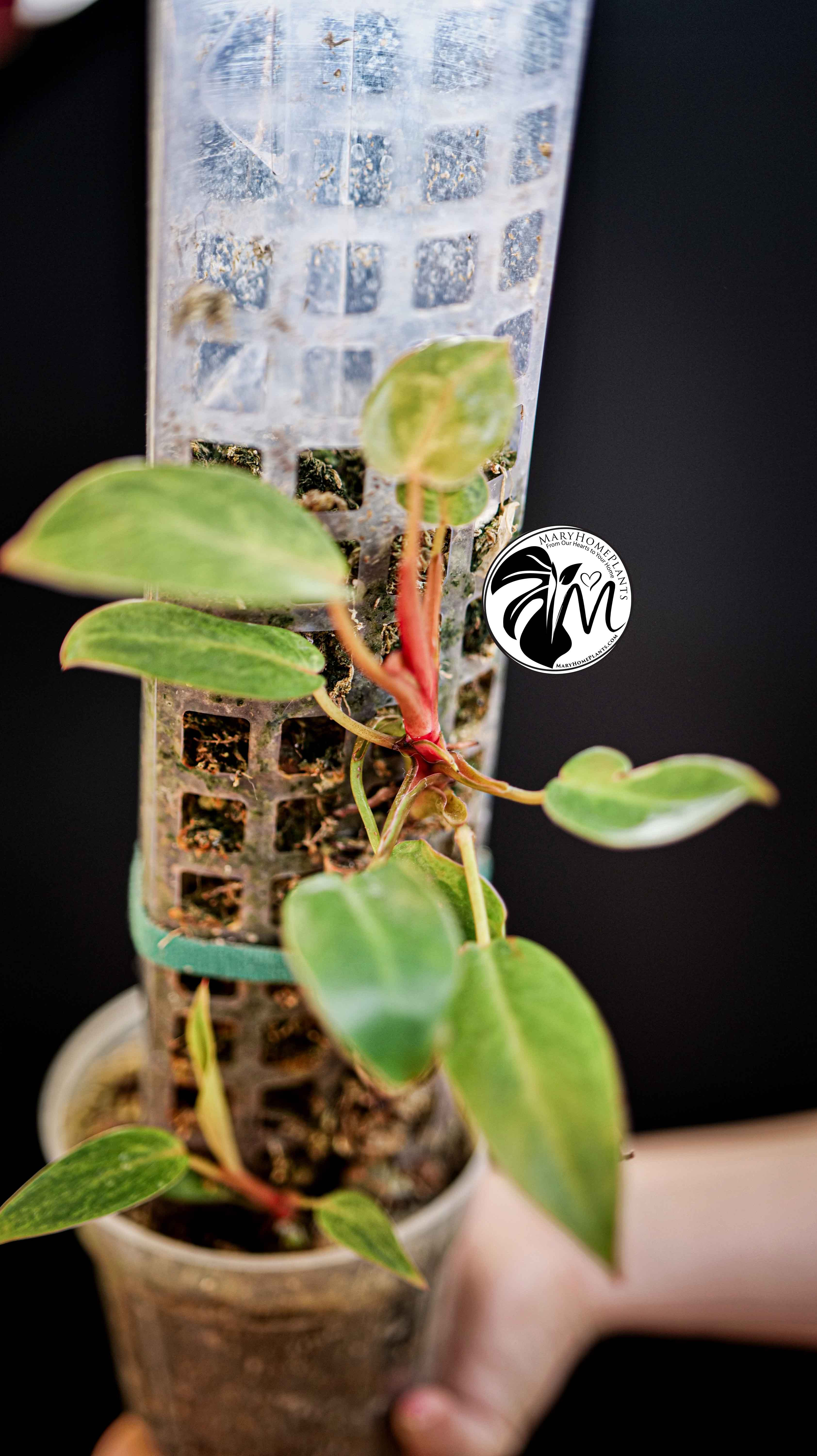 Philodendron Painted Lady