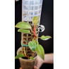 Philodendron Painted Lady