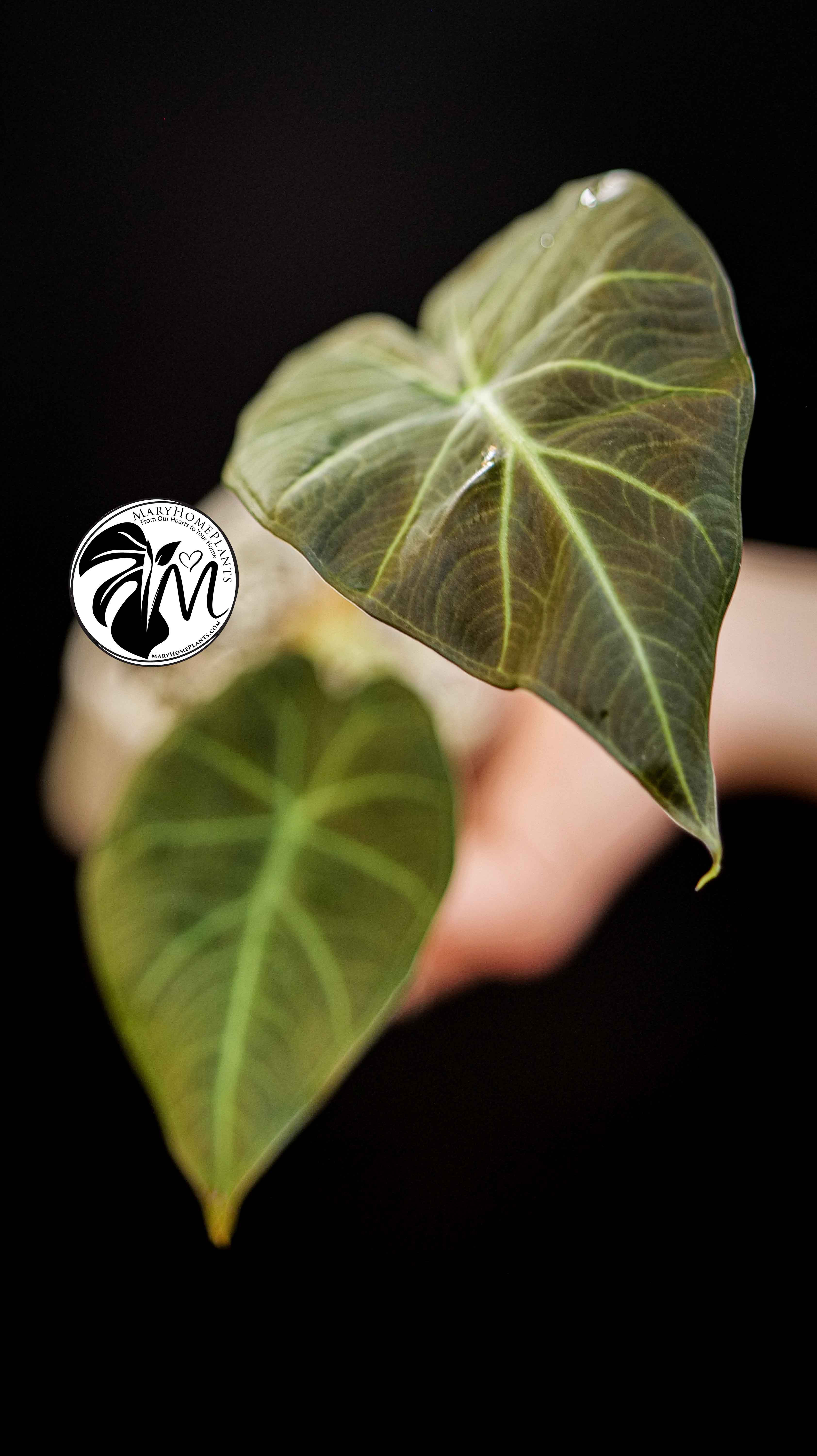 Alocasia Regal Shields
