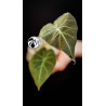 Alocasia Regal Shields