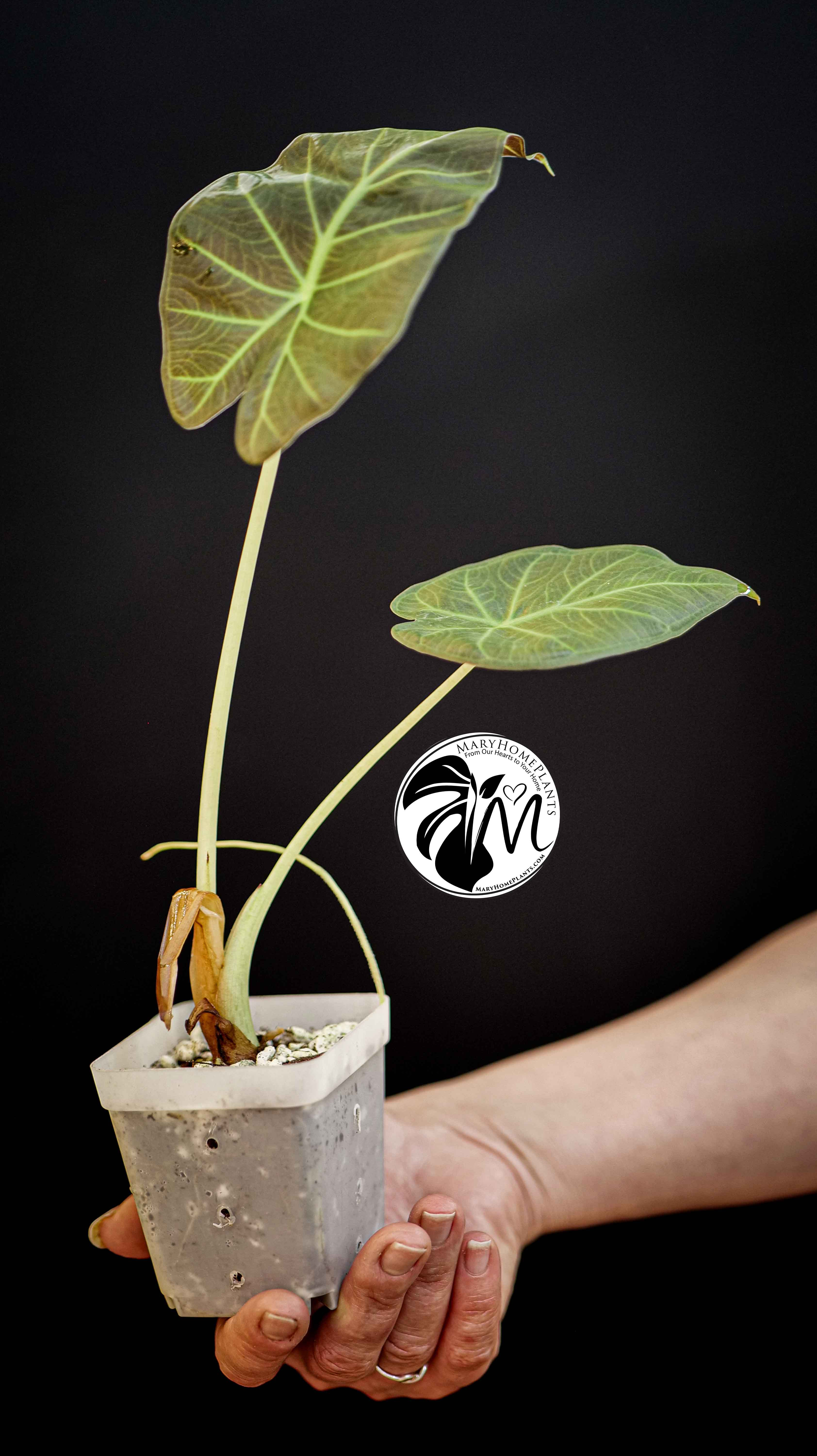 Alocasia Regal Shields