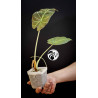 Alocasia Regal Shields