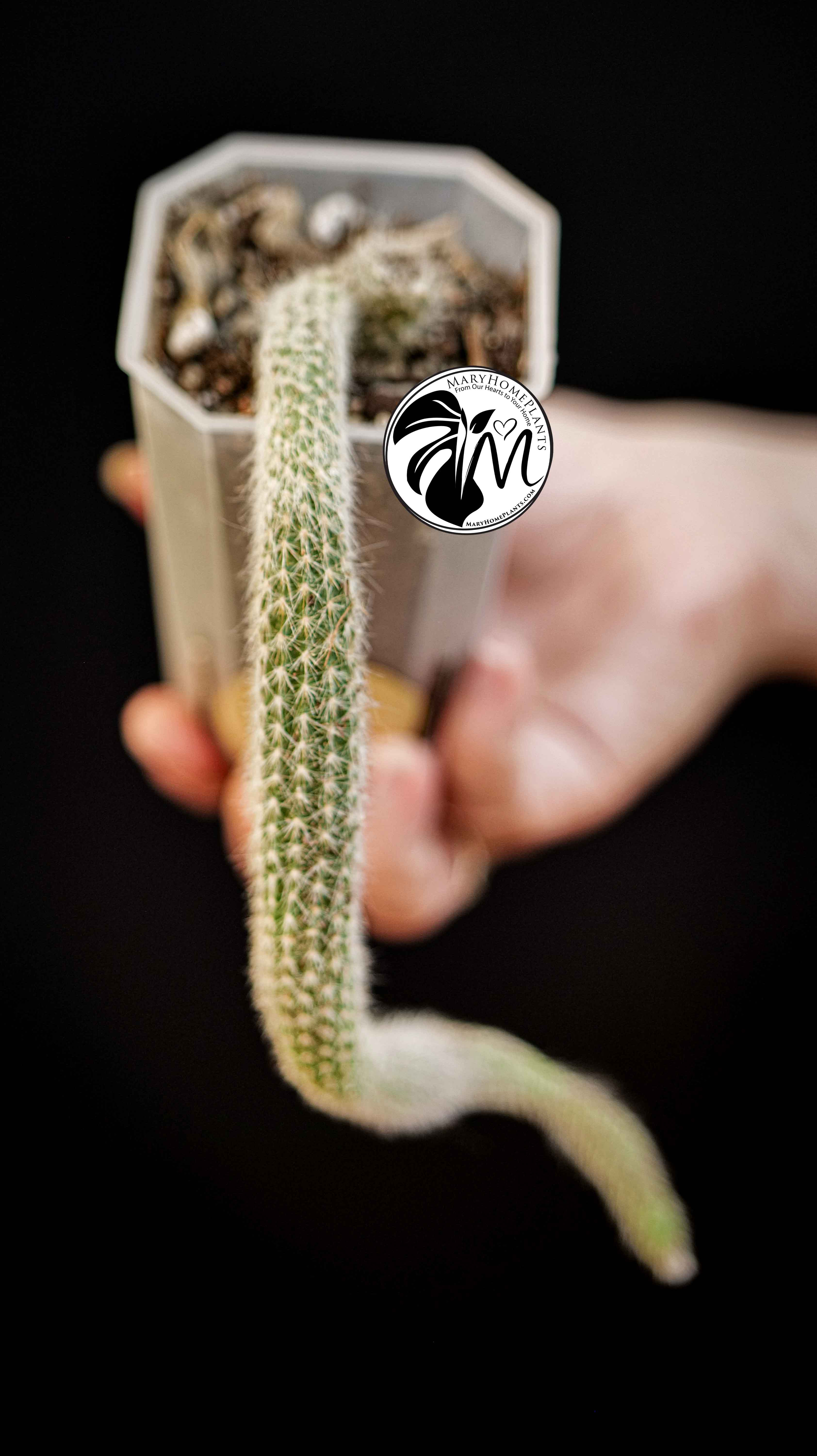 Cleistocactus Colademononis (Monkey's Tail)