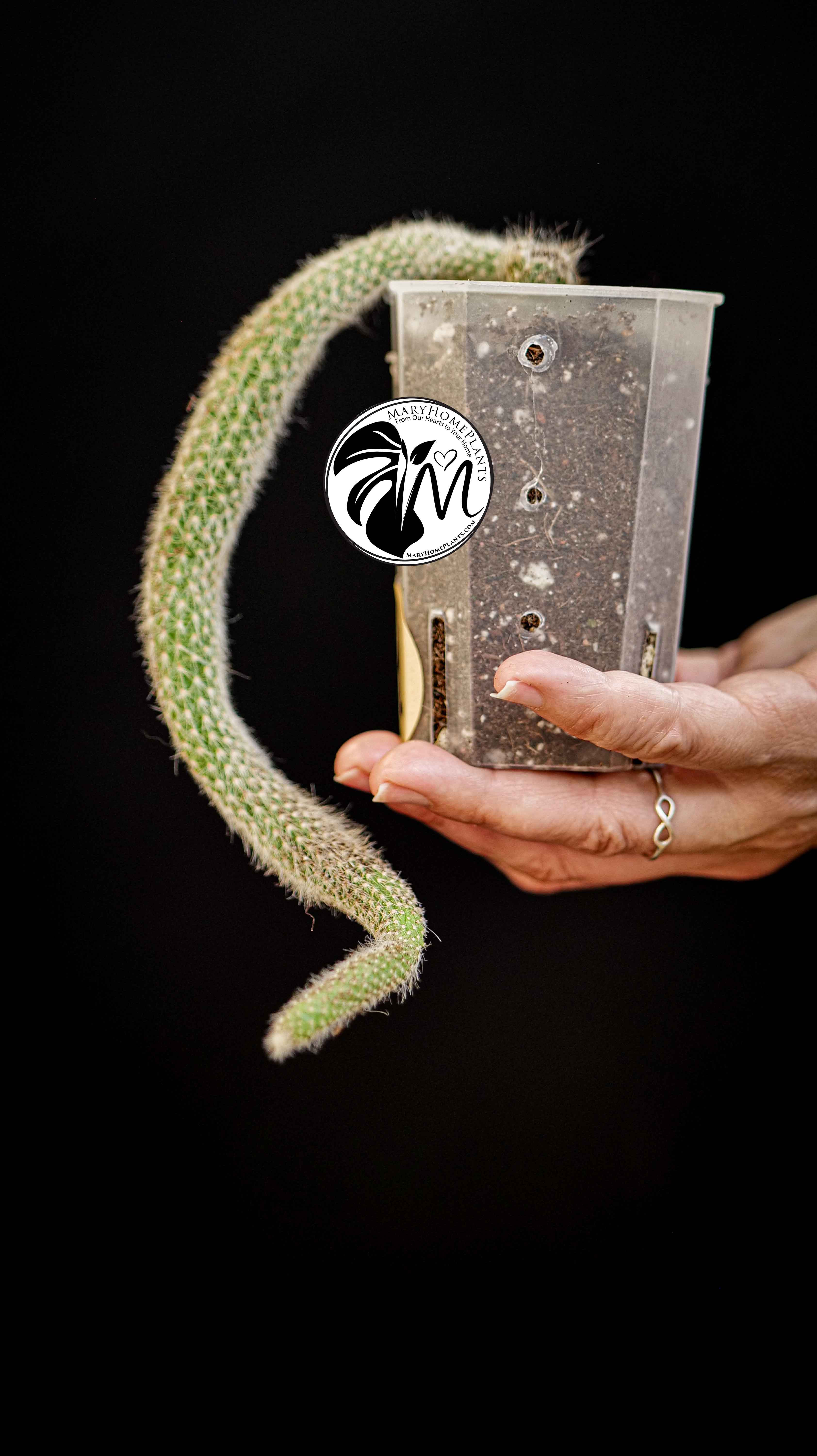 Cleistocactus Colademononis (Monkey's Tail)