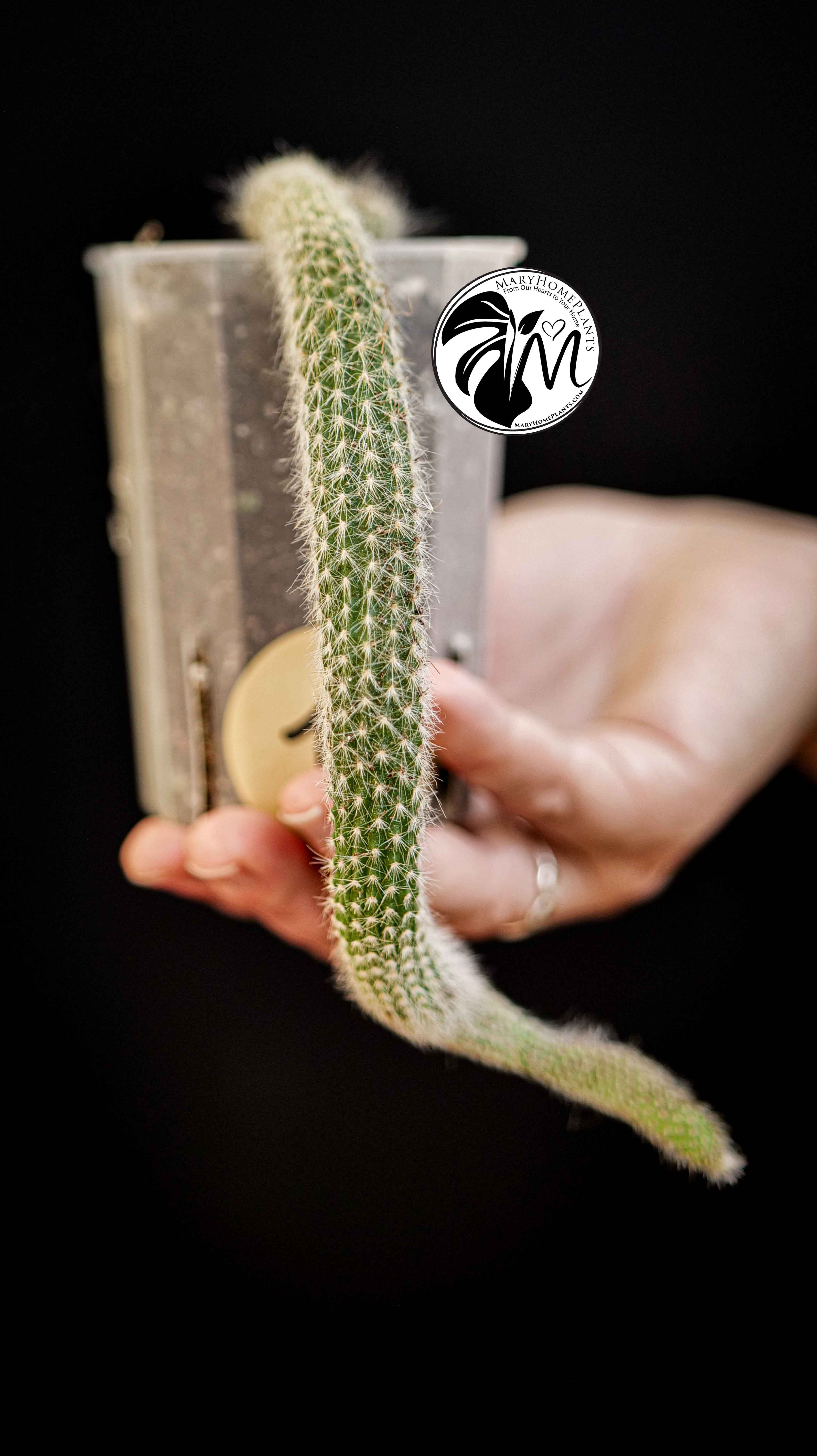 Cleistocactus Colademononis (Monkey's Tail)