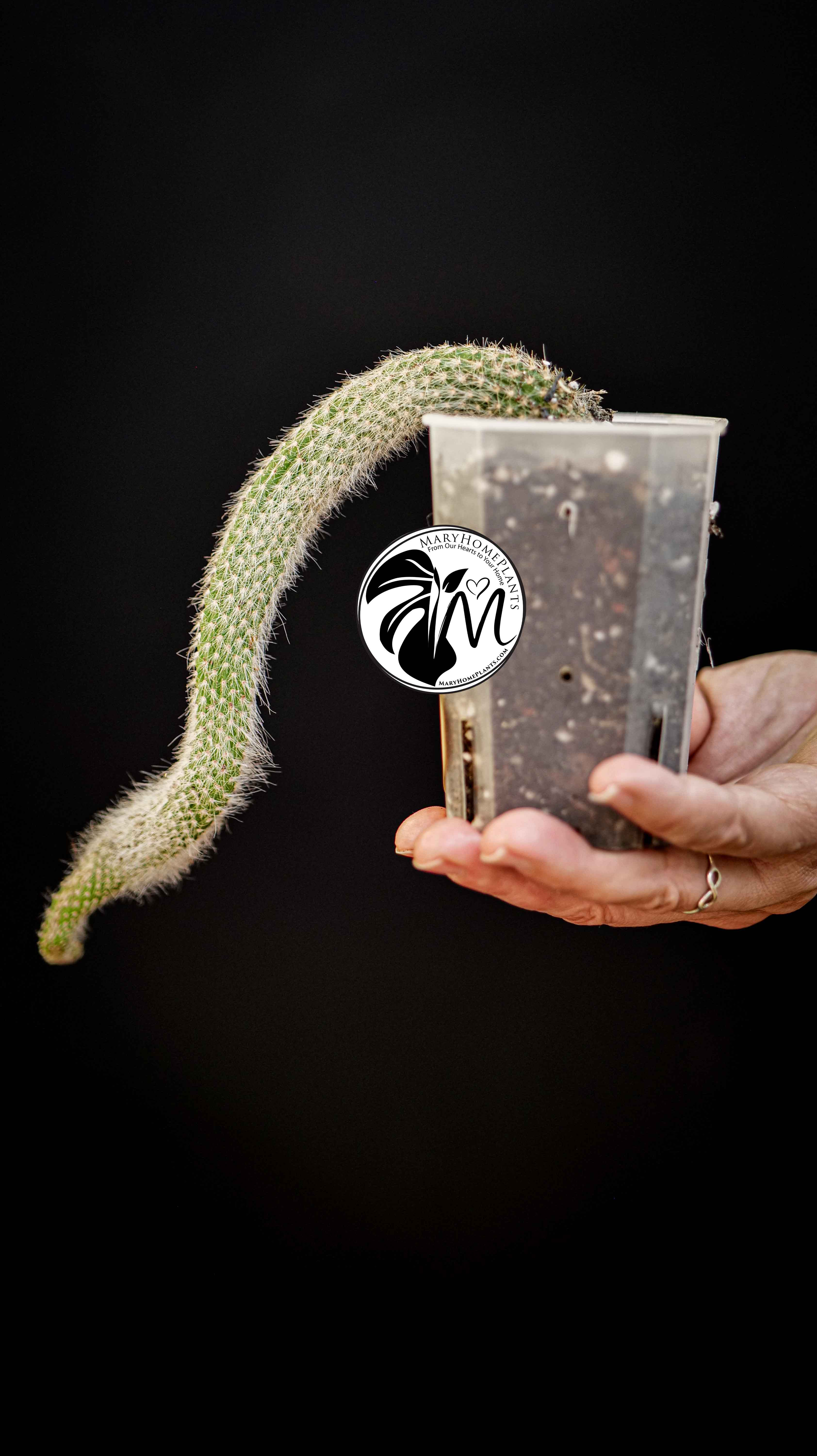 Cleistocactus Colademononis (Monkey's Tail)