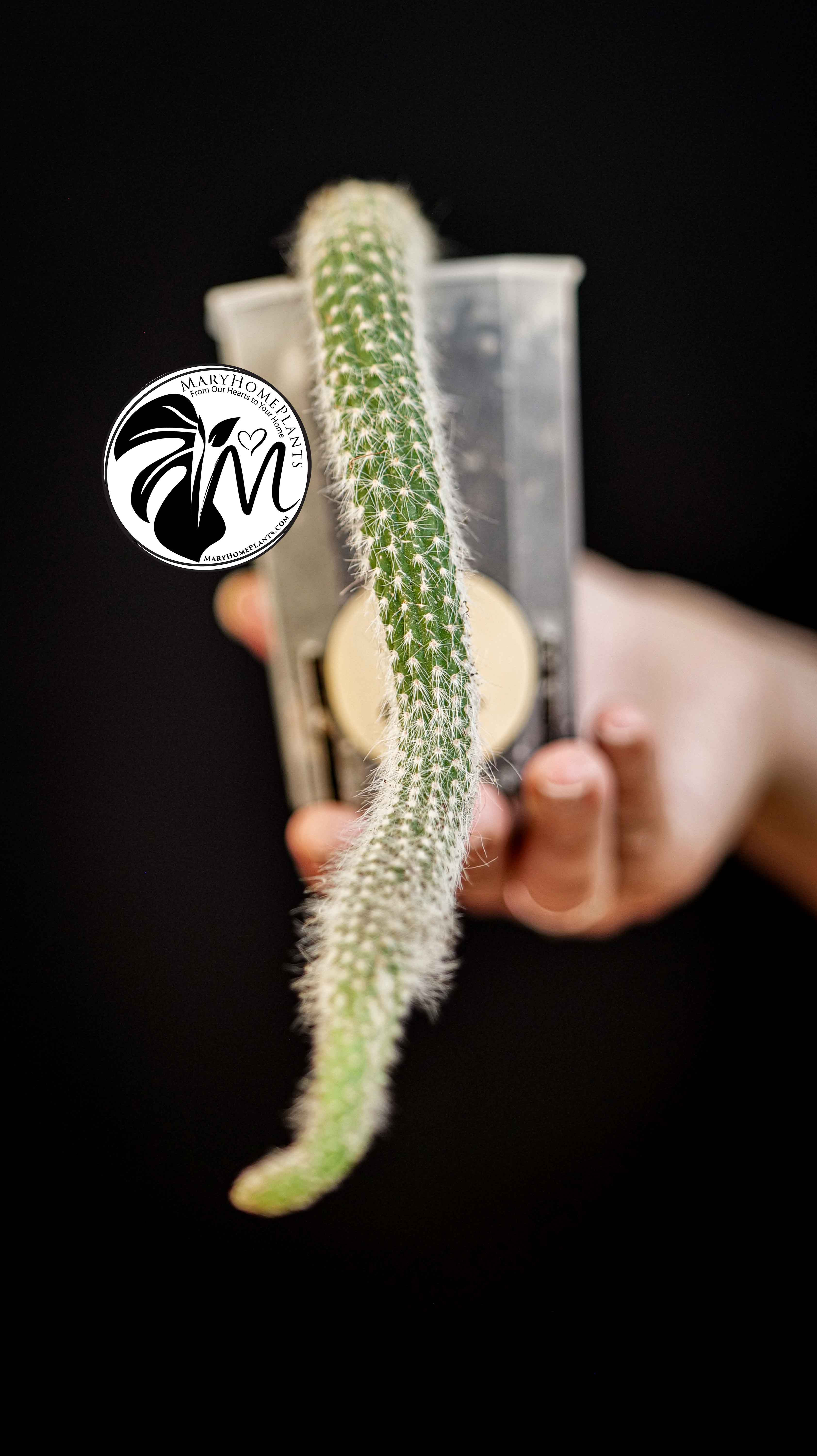 Cleistocactus Colademononis (Monkey's Tail)